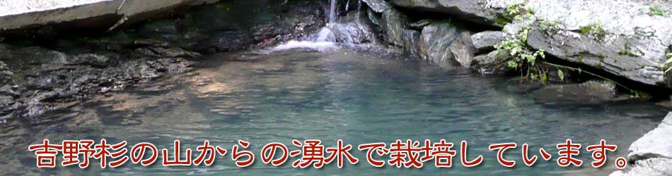 吉野杉の山からの湧水