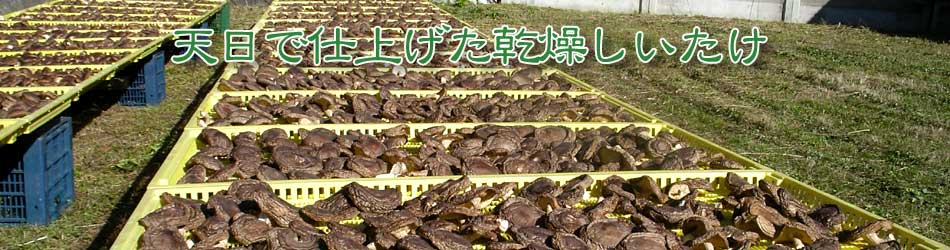 天日で仕上げた乾燥しいたけ
